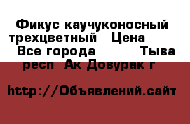 Фикус каучуконосный трехцветный › Цена ­ 500 - Все города  »    . Тыва респ.,Ак-Довурак г.